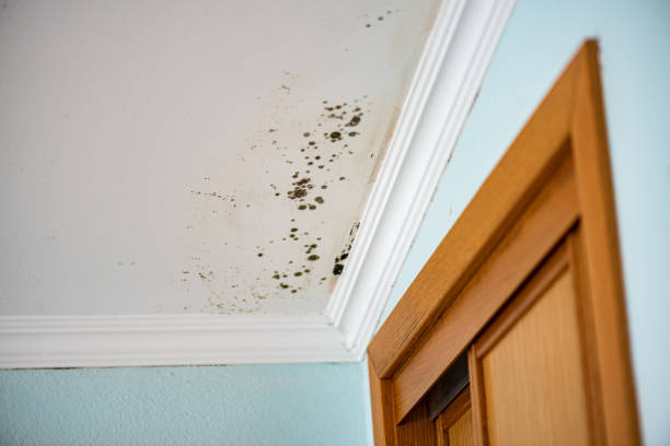 Best Mold Testing  in Muldraugh, KY