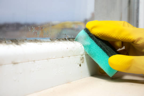 Best Residential Mold Removal  in Muldraugh, KY