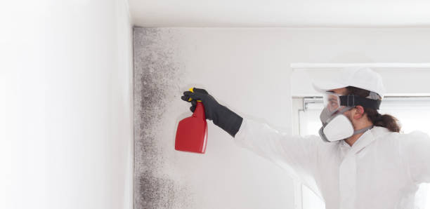 Crawl Space Mold Removal in Muldraugh, KY