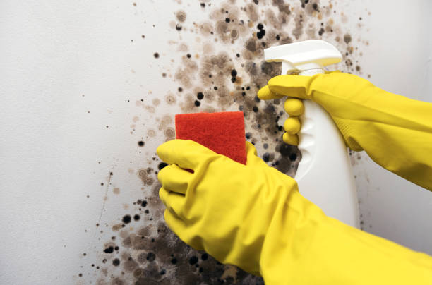 Certified Mold Removal in Muldraugh, KY